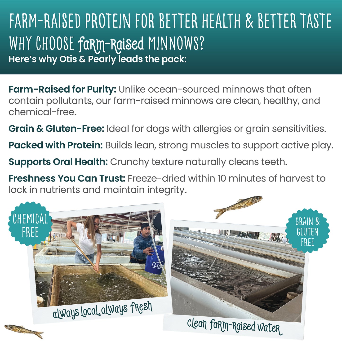 Freeze Dried Minnows